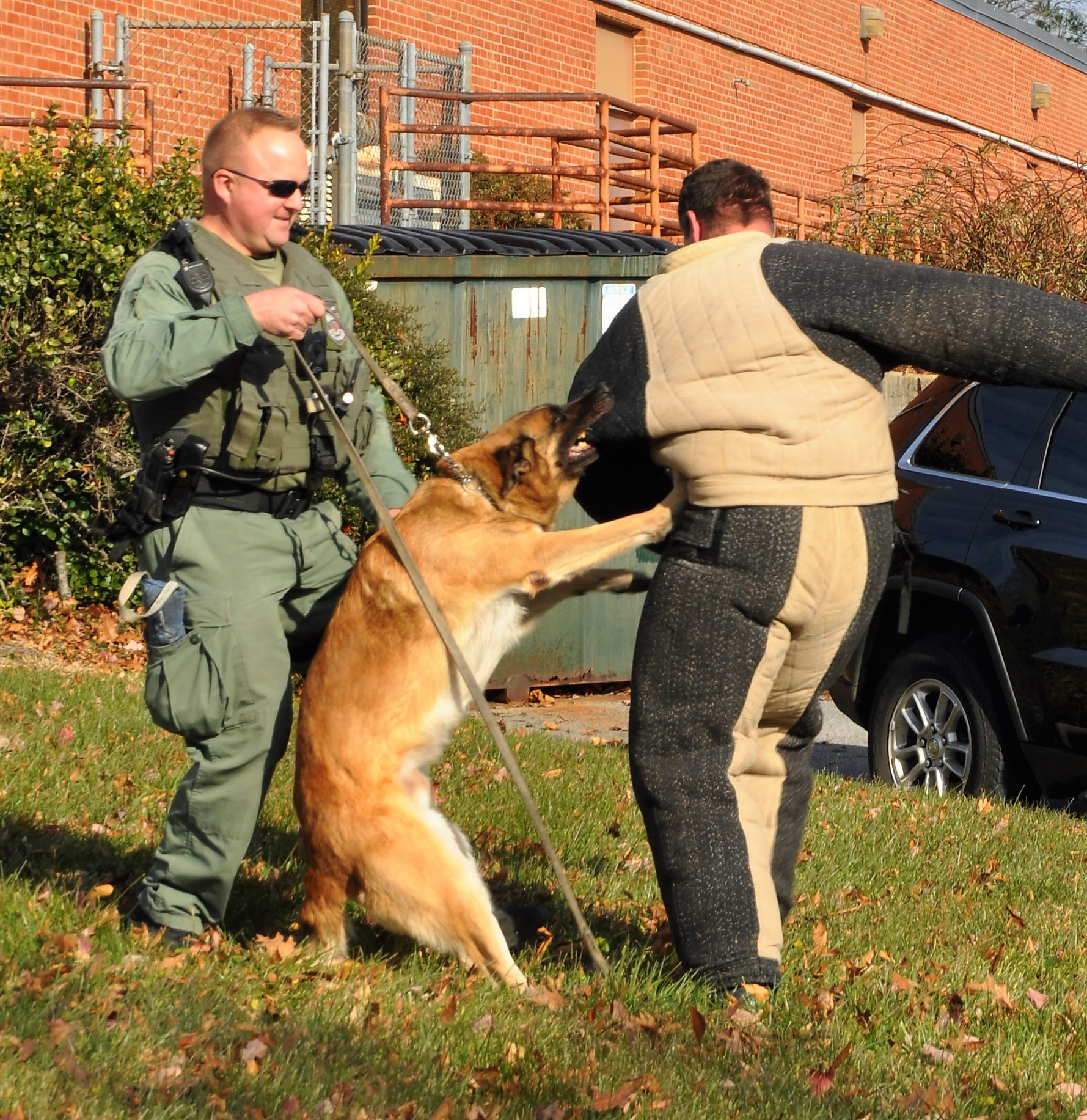 A dog bites a padded sleeve worn by a man during training.